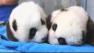 twin pandas