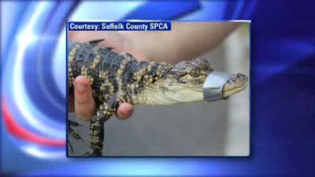 long island alligator