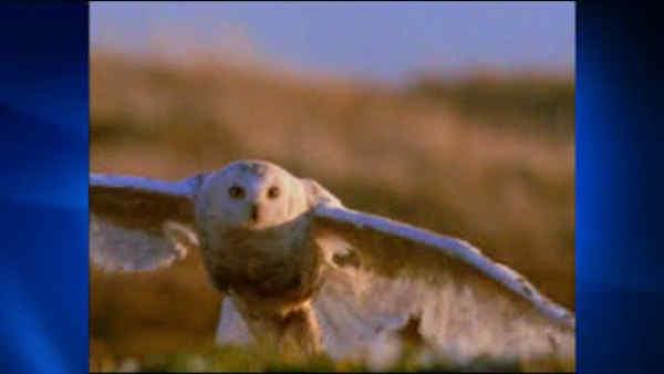 Lesbian owl ranch myrtle creek or Think, that Lesbian owl ranch myrtle creek or something