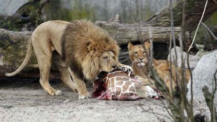 The carcass of Marius, a male giraffe, is eaten by lions after he was put down in Copenhagen Zoo on Sunday, Feb. 9, 2014. Copenhagen Zoo turned down offers from other zoos and 500,000 euros ($680,000) from a private individual to save the life of a healthy giraffe before killing and slaughtering it Sunday to follow inbreeding recommendations made by a European association. The 2-year-old male giraffe, named Marius, was put down using a bolt pistol and its meat will be fed to carnivores at the zoo, spokesman Tobias Stenbaek Bro said. Visitors, including children, were invited to watch while the giraffe was dissected. (AP Photo/POLFOTO, Rasmus Flindt Pedersen)
