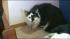 oregon attack cat oregon attack cat