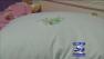 Stray bullet from shooting hits little girls pillow