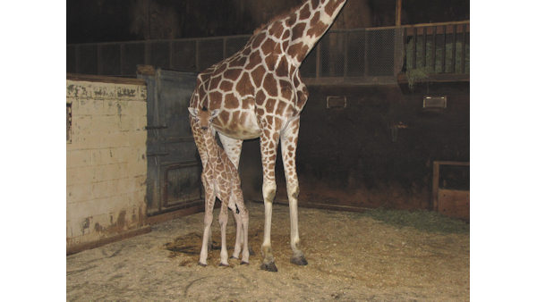Baby giraffe born at Six Flags Wild Safari