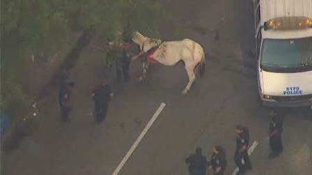 Carriage horse takes off, injures two tourists
