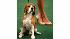 Westminster Dog Show