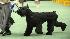 Westminster Dog Show