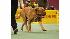 Westminster Dog Show