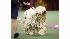 Westminster Dog Show