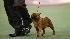 Westminster Dog Show