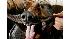 Westminster Dog Show