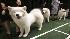 Westminster Dog Show
