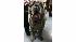 Westminster Dog Show