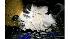 Westminster Kennel Club Dog Show