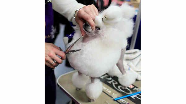 Westminster Kennel Club Dog Show