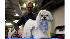 Westminster Kennel Club Dog Show