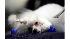 Westminster Kennel Club Dog Show