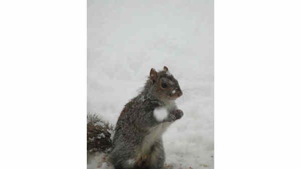 snow storm