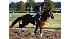 2010 Belmont Stakes