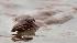 Bird mirred in oil from Guilf disaster.