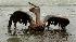 Bird mirred in oil from Guilf disaster.