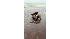 Bird mirred in oil from Guilf disaster.