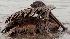 Bird mirred in oil from Guilf disaster.