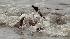 Bird mirred in oil from Guilf disaster.