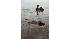 Bird mirred in oil from Guilf disaster.