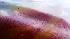 N.J. Burkett covers BP oil spill