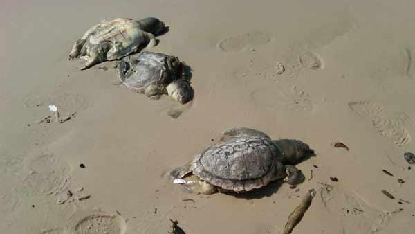 N.J. Burkett covers BP oil spill