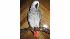 missing parrot