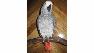missing parrot