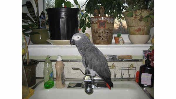 missing parrot