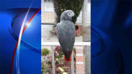 missing parrot