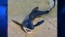shark