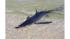 shark