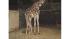 baby giraffe