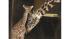 baby giraffe