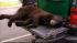 Bear captured after being stuck in tree