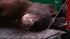 Bear captured after being stuck in tree