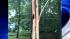 Tree struck by lightning in Kinnelon, New Jersey