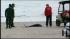 Rescuers remove stranded Queens dolphin