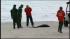 Rescuers remove stranded Queens dolphin