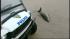 Rescuers remove stranded Queens dolphin