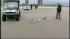 Rescuers remove stranded Queens dolphin