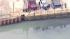 Dolphin stranded in Gowanus Canal