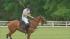 prince harry polo