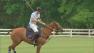 prince harry polo