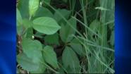 poison ivy