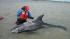 Roxanne the Rissos dolphins rescue